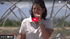 Video clip describing progress in pale cyst nematode control