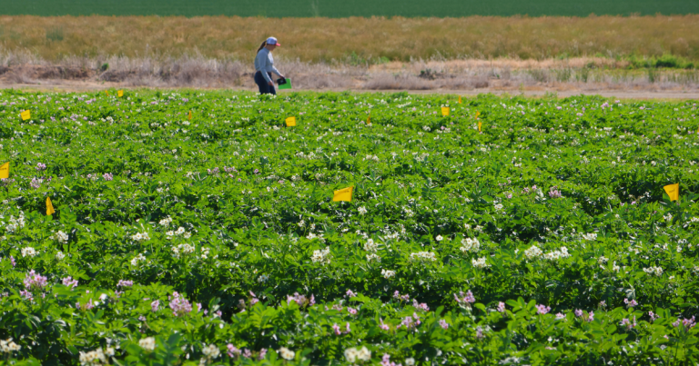 potato field