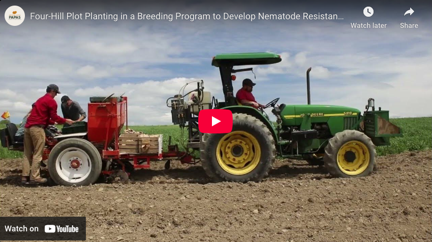 Video clip of planting potato clones to breed for nematode resistance