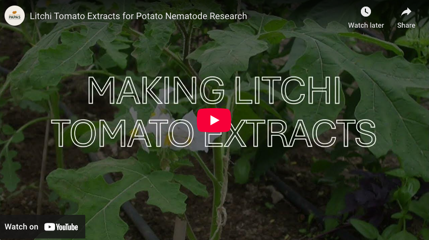Video clip of extracting compounds from litchi tomato for potato nematode management