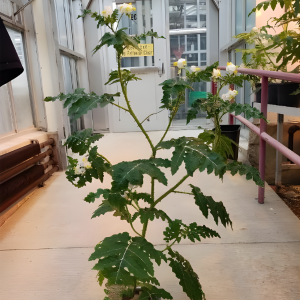 Litchi tomato (Solanum sisymbriifolium) plant  