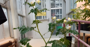 Litchi tomato (Solanum sisymbriifolium) plant