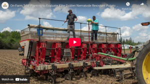 Video clip showing potato planting for nematode research