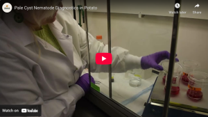 Video clip explaining research of impact of pale cyst nematode populations
