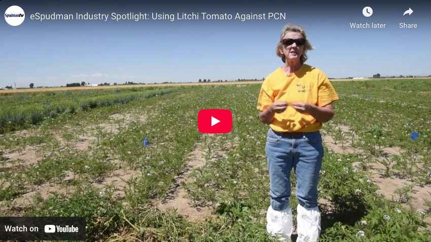 Video clip describing research about litchi tomato or sticky nightshade for potato nematode control