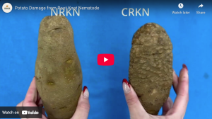 Potato Damage from Root Knot Nematode (Video) 