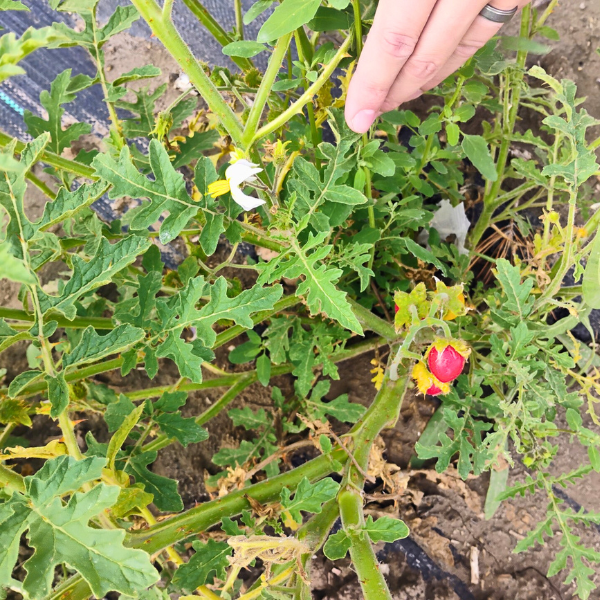 Litchi tomato is an important plant for nematode control
