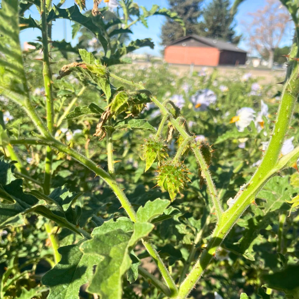 Litchi tomato (Solanum sysimbrofolium) plant in field