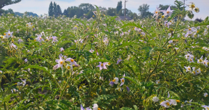 Litchi tomato field planted at Idaho high school for potato nematode research