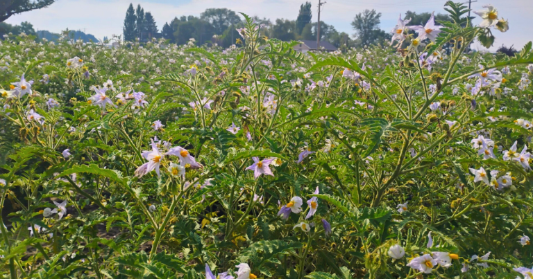 Litchi tomato field planted at Idaho high school for potato nematode research