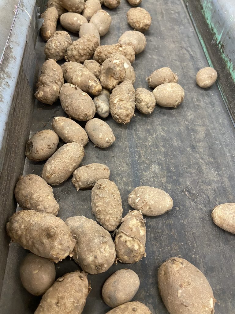 Potatoes damaged by the Columbia root-knot nematode in the grading shed.