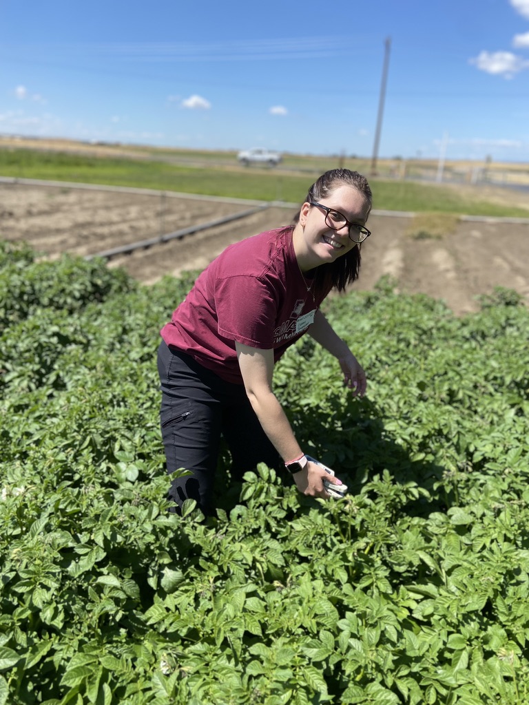 Oregon State University graduate student Gabby Studebaker conducting field research on the impact of root-knot nematode levels on potato quality and yield.