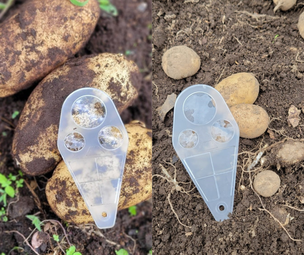 Potatoes grown in soil without potato cyst nematodes compared to small tubers resulting from potato cyst nematode damage.