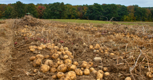 potatoes plowed in field