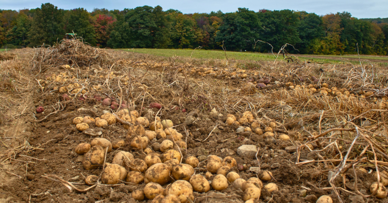 potatoes plowed in field