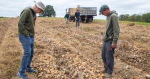 PAPAS evaluating potato clones with nematode resistance for advanced field trials