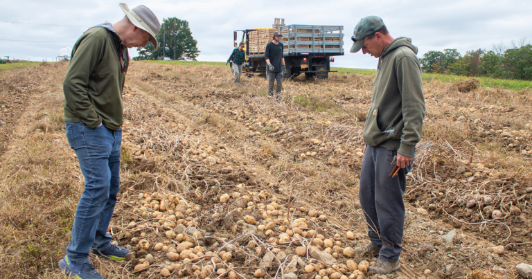 PAPAS evaluating potato clones with nematode resistance for advanced field trials