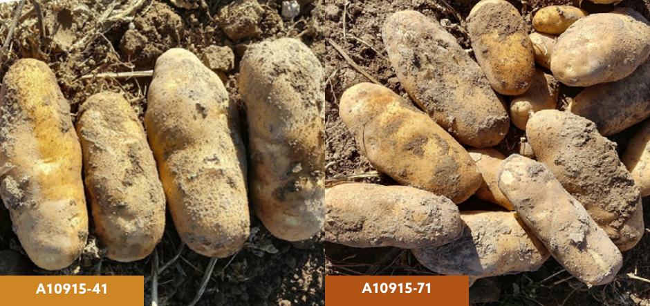 ‘Eden’ and ‘Western Russet’ hybrids with resistance to potato cyst nematodes in advanced field trials