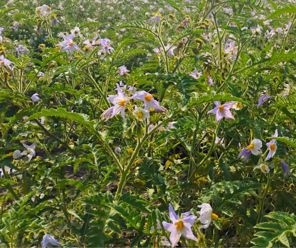 Litchi tomato (Solanum sisymbriifolium) plants may offer new sources of resistance for potato variety development