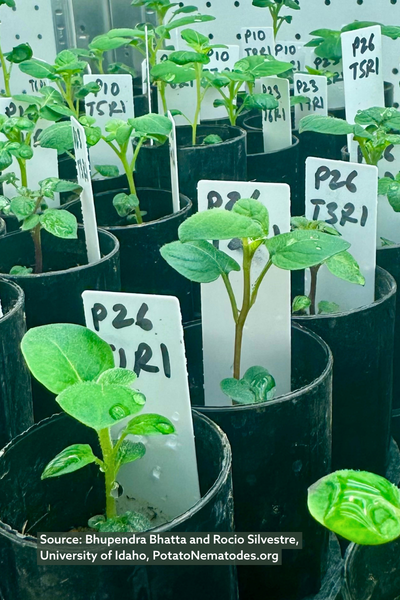 Experimental setup for virulence bioassays of potato cyst nematode populations in containers maintained in a controlled growth chamber at the University of Idaho.