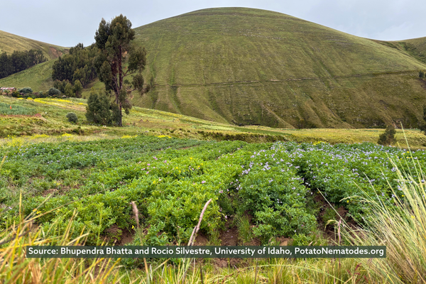 A potato field in the Peruvian Andes