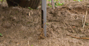 Collecting soil samples to test for nematodes in potato fields