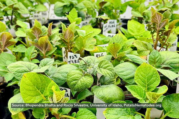 A set of differential potato lines inoculated with Peruvian PCN population maintained in a controlled growth chamber.